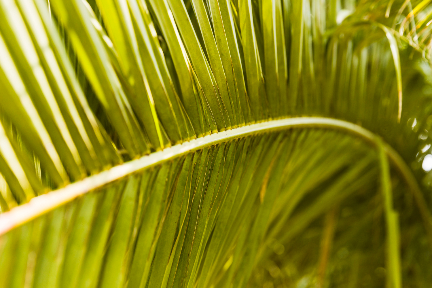 palm